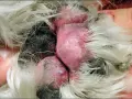 Widoczne są czerwone łapy u psa, z widocznymi opuchniętymi opuszkami i czarnymi pazurami, otoczone białym futrem.
