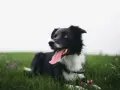 Czarny pies rasy border collie, z językiem na wierzchu, leży na zielonej trawie. Ten zespol przedsionkowy pies wygląda na szczęśliwego.