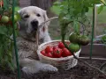 Złoty retriever z koszykiem pomidorów. Czy pies może jeść pomidory? Ten słodki piesek pilnuje zbiorów.