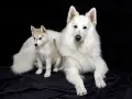Duży biały pies i szczeniak husky, przyszły pies tropiący, siedzą na czarnym tle.