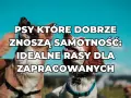 Dwa psy na tle błękitnego nieba. Napis: "PSY KTÓRE DOBRZE ZNOSZĄ SAMOTNOŚĆ: IDEALNE RASY DLA ZAPRACCOWANYCH".
