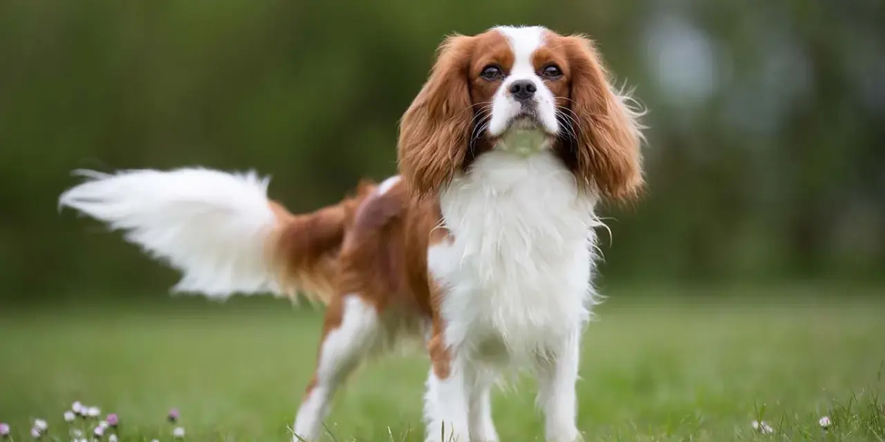 Elegancki spaniel king, z puszystym ogonem i łagodnym spojrzeniem, dumnie prezentuje się na zielonej łące.