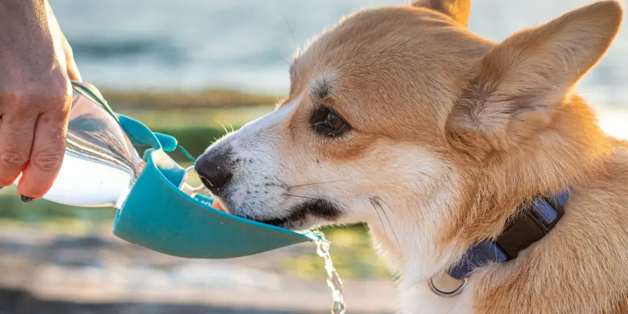 Corgi pije wodę z podróżnej miski. Czy pies może pić wodę mineralną? Zależy od jej składu, ale zwykła woda jest najlepsza.