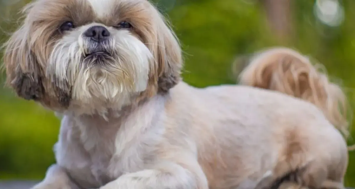 Uroczy piesek rasy shih tzu leży na drewnianym blacie, z puszystą sierścią i wesołym spojrzeniem.