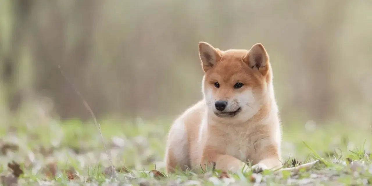 Uroczy szczeniak Shiba Inu, pies jak lis, leży na trawie wśród opadłych liści.