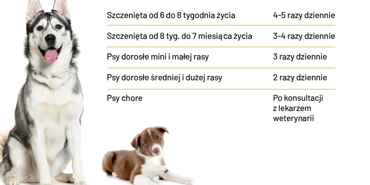 Ile powinien jeść pies? Tabela podpowiada, jak często karmić szczenięta i dorosłe psy różnych ras, a także chore.