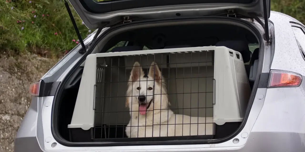 Biały pies rasy husky w klatce w bagażniku samochodu. Bezpieczny sposób, jak przewozić psa w samochodzie.