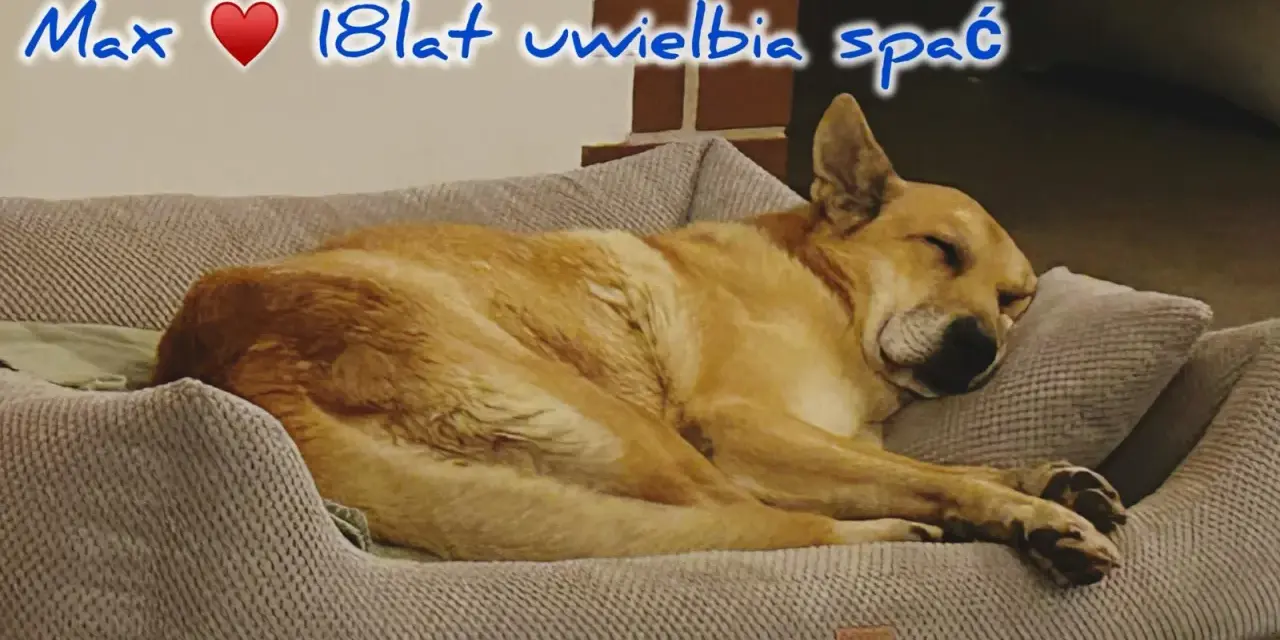 Max, 18-latek, śpi głęboko. Czy psy mają sny? Max na pewno odpoczywa, być może śni o gonieniu wiewiórek.