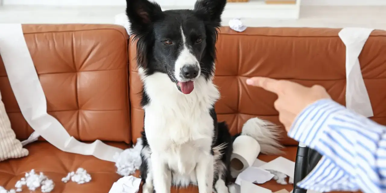Pies siedzi na kanapie wśród papieru toaletowego. Właściciel wskazuje palcem, a pies wydaje się niewzruszony, mimo że jego głośne szczekanie mogło być przyczyną bałaganu.