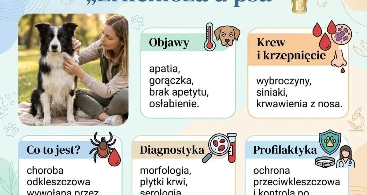 Erlichioza u psa: objawy (apatia, gorączka), krwawienia z nosa, diagnostyka i profilaktyka. Choroba odkleszczowa.
