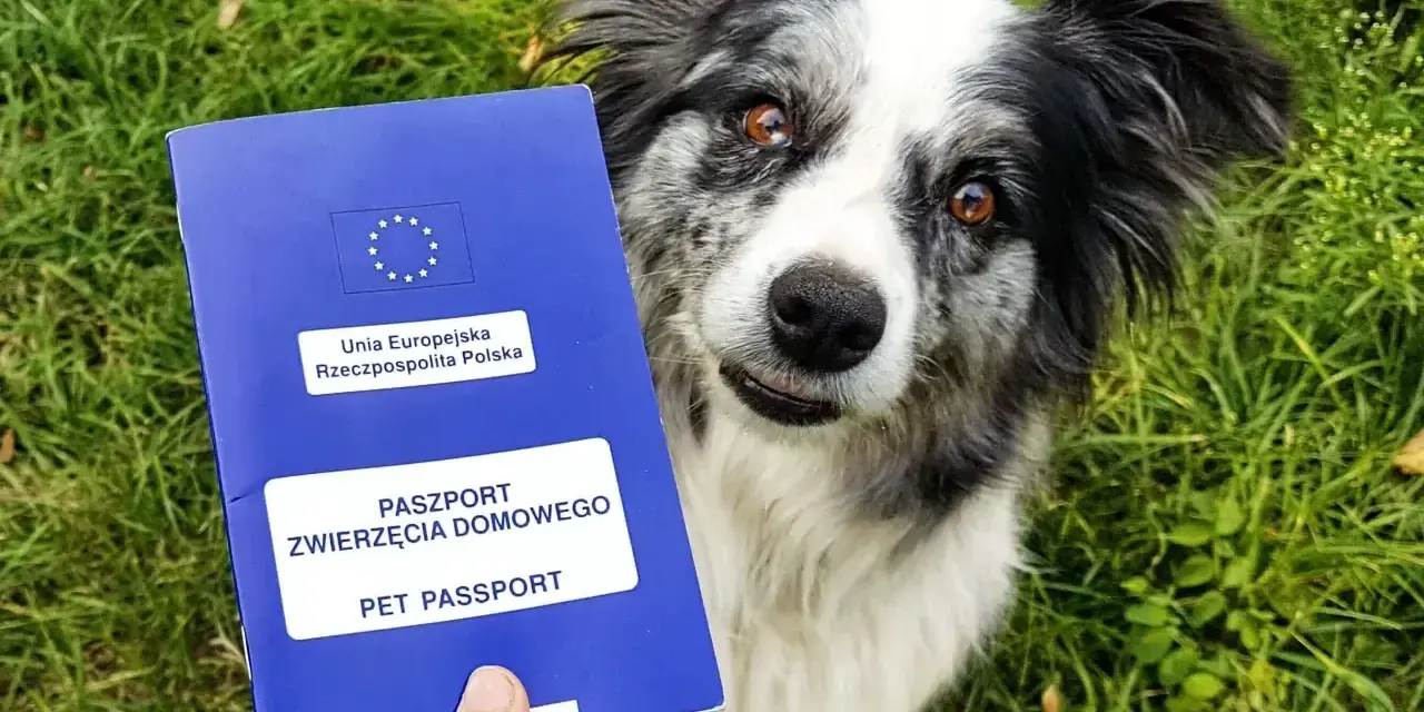 Paszport dla psa gotowy do podróży. Piesek czeka na przygodę!