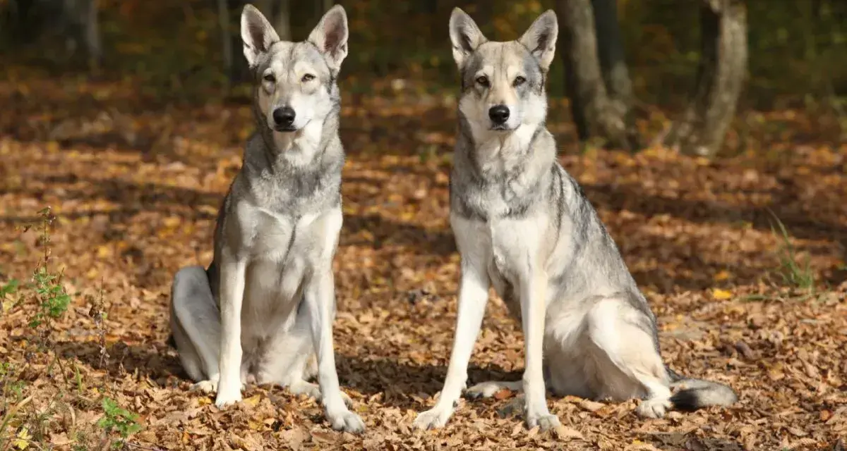 Dwa wilki, które wyglądają jak psy, siedzą na jesiennych liściach w lesie.