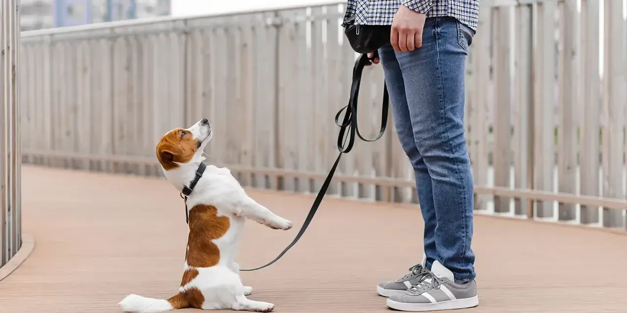 Piesek jack russell terrier na smyczy, w pozycji siedzącej, z łapkami uniesionymi do góry, jakby prosił o coś. Może to być objaw OCD u psa, gdy pies wykonuje powtarzalne czynności.