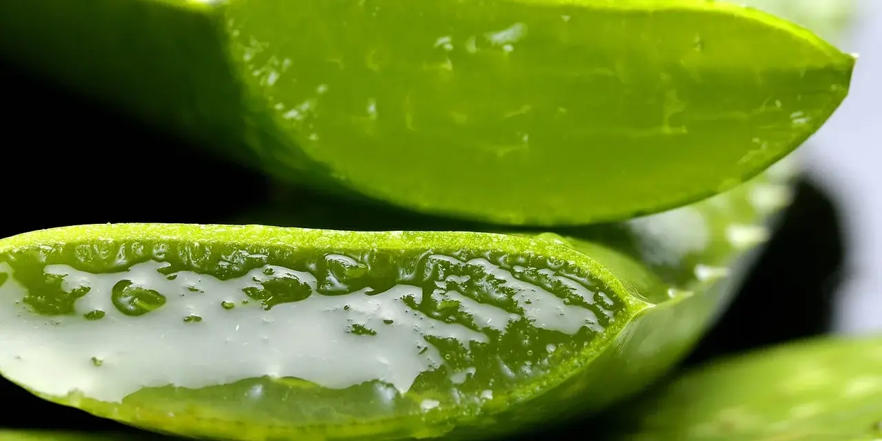 Przekrojony aloes, z którego wypływa żel. Czy aloes jest trujący? Zależy od części rośliny i sposobu użycia.