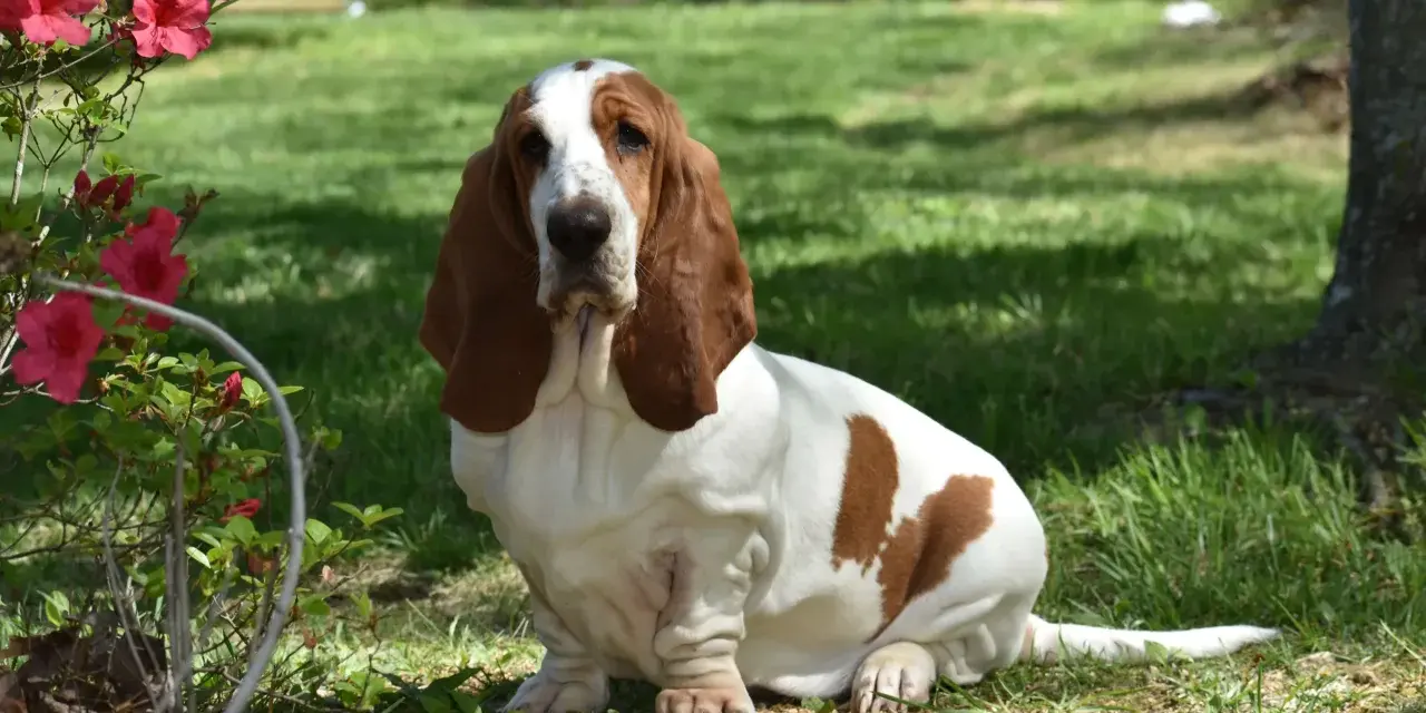 Uroczy basset hound siedzi na trawie obok krzewu z różowymi kwiatami.