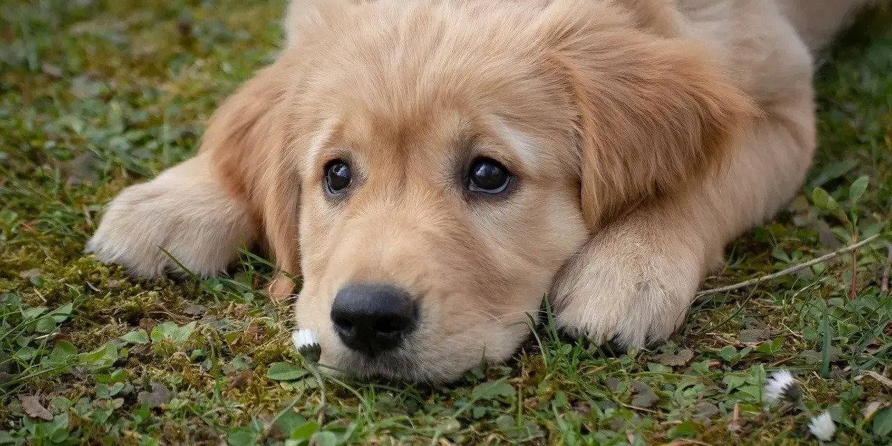 Słodki szczeniak golden retriever leży na trawie, marząc o przygodach. Idealny pies do towarzystwa.