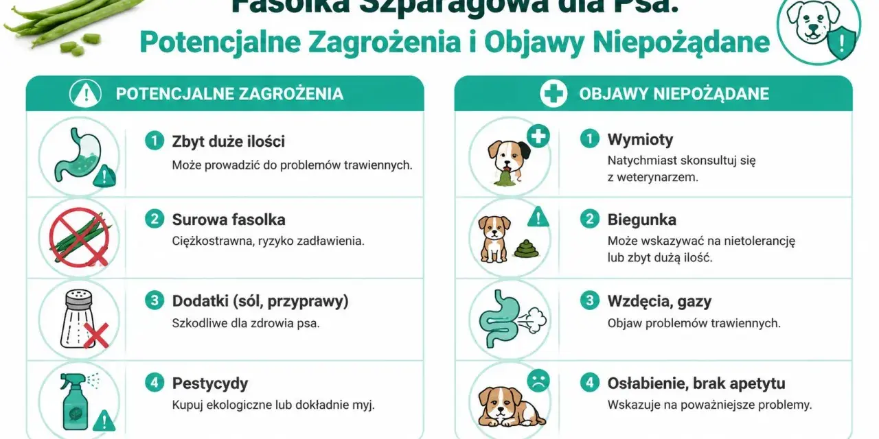 Czy pies może jeść fasolkę szparagową? Infografika ostrzega przed zagrożeniami: zbyt duża ilość, surowa fasolka, dodatki, pestycydy. Objawy: wymioty, biegunka, wzdęcia, osłabienie.