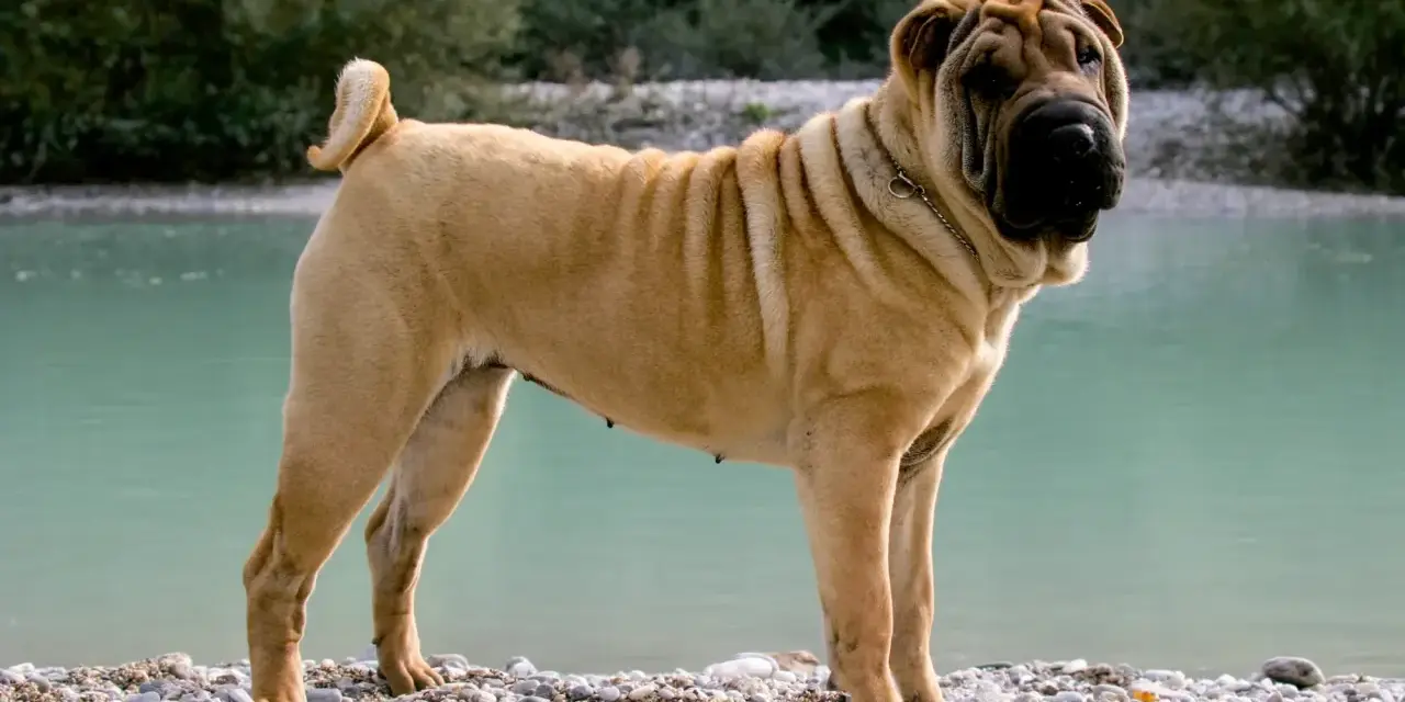 Pies rasy shar pei stoi na kamienistej plaży nad turkusową wodą. Jego charakterystyczne fałdy skóry są widoczne na pysku i grzbiecie.