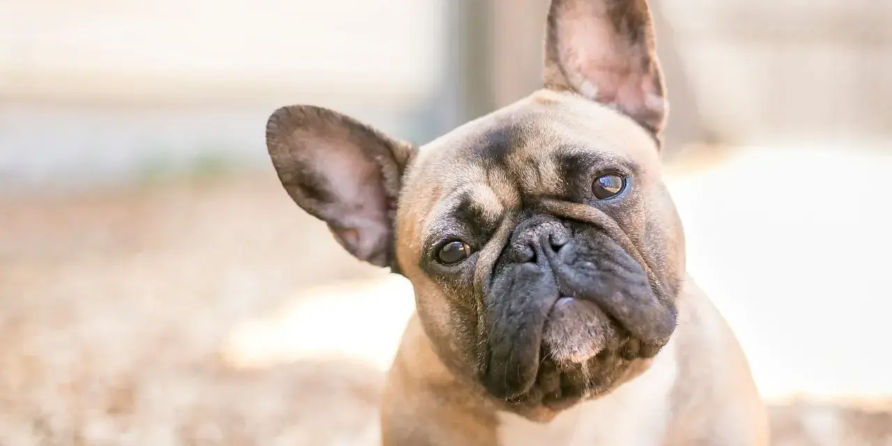 Uroczy francuski buldog z zaciekawieniem pochyla głowę, patrząc w obiektyw.