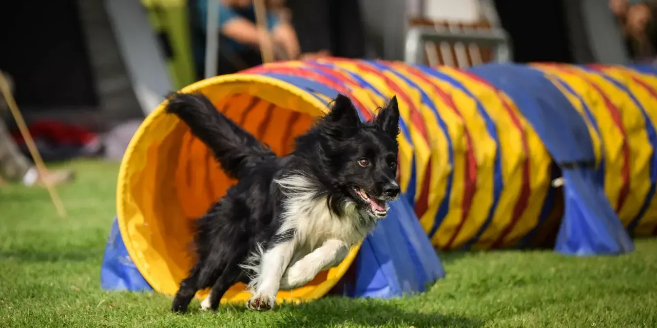 Czarny pies z białym kołnierzem wybiega z tunelu podczas treningu agility.