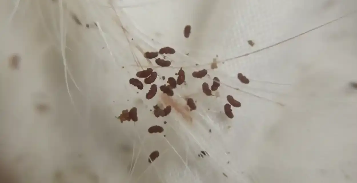 Makro zbliżenie na sierść psa z licznymi pasożytami. Czy pchły z psa mogą przejść na człowieka? Tak, niektóre gatunki pcheł mogą przenosić się na ludzi.