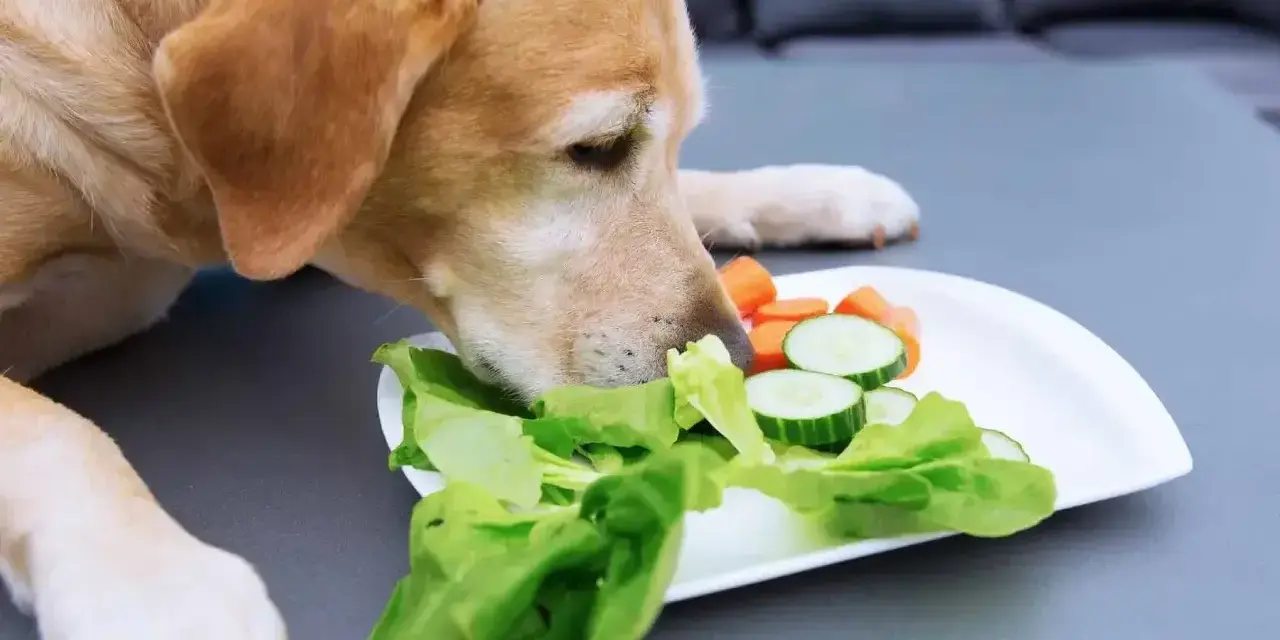 Labrador wącha talerz z sałatą, ogórkiem i marchewką, zastanawiając się, czy pies może jeść sałatę.