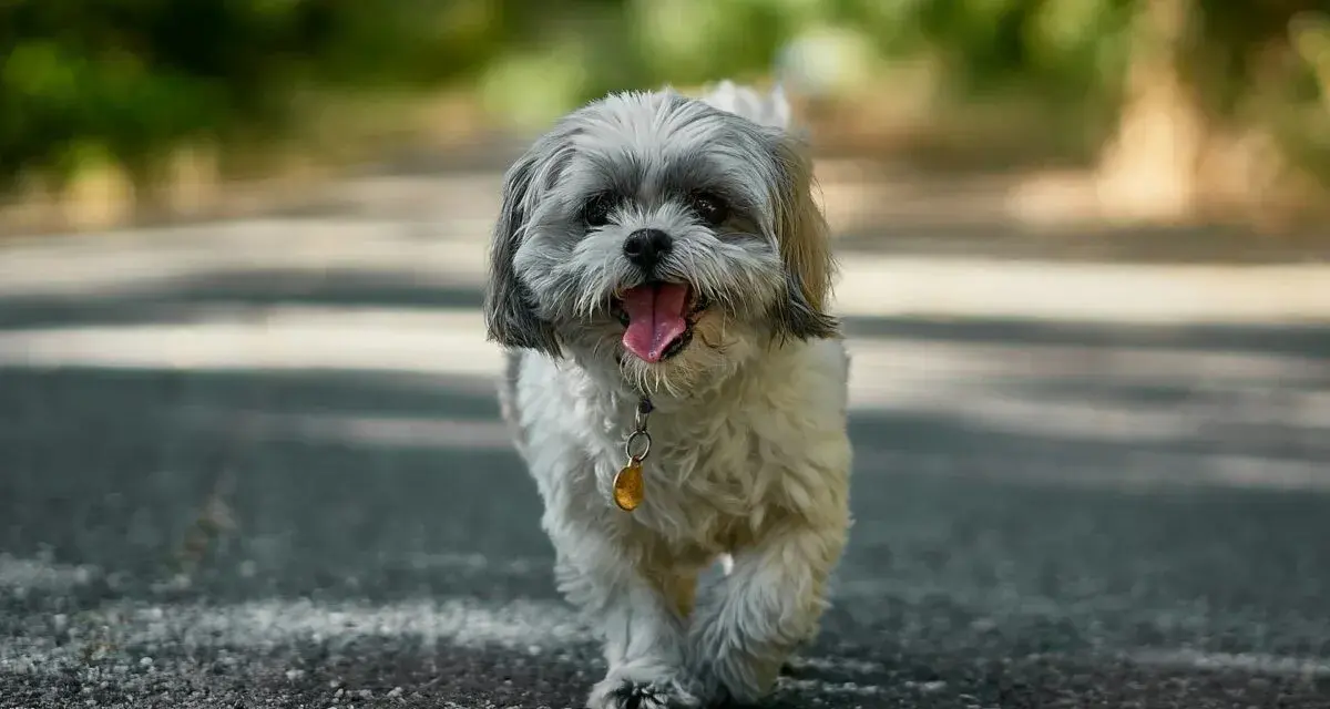 Szczęśliwy shih tzu na spacerze. Te urocze pieski żyją długo, często ponad 15 lat, ciesząc swoich właścicieli.