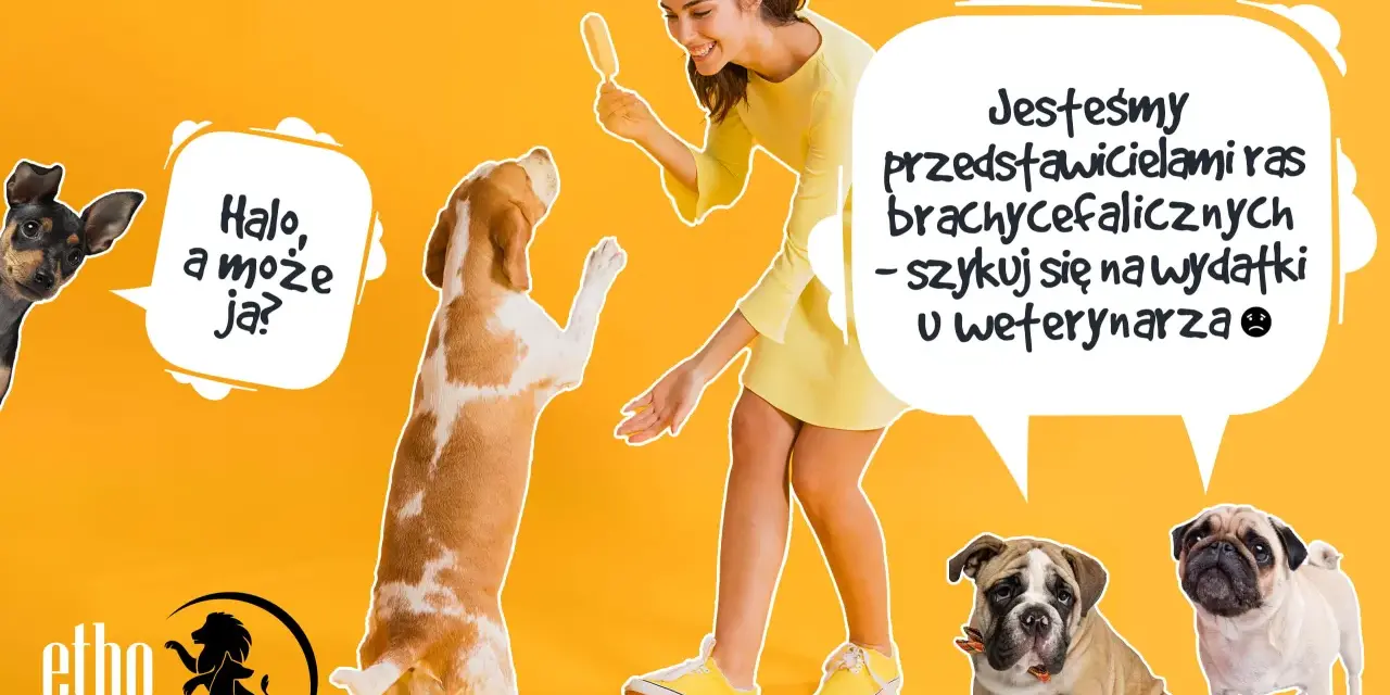 Uśmiechnięta kobieta z lodem na patyku, pies beagle skacze, a obok mały piesek i buldogi. To nie jest typowy cattle dog, ale wszystkie psy zasługują na opiekę.