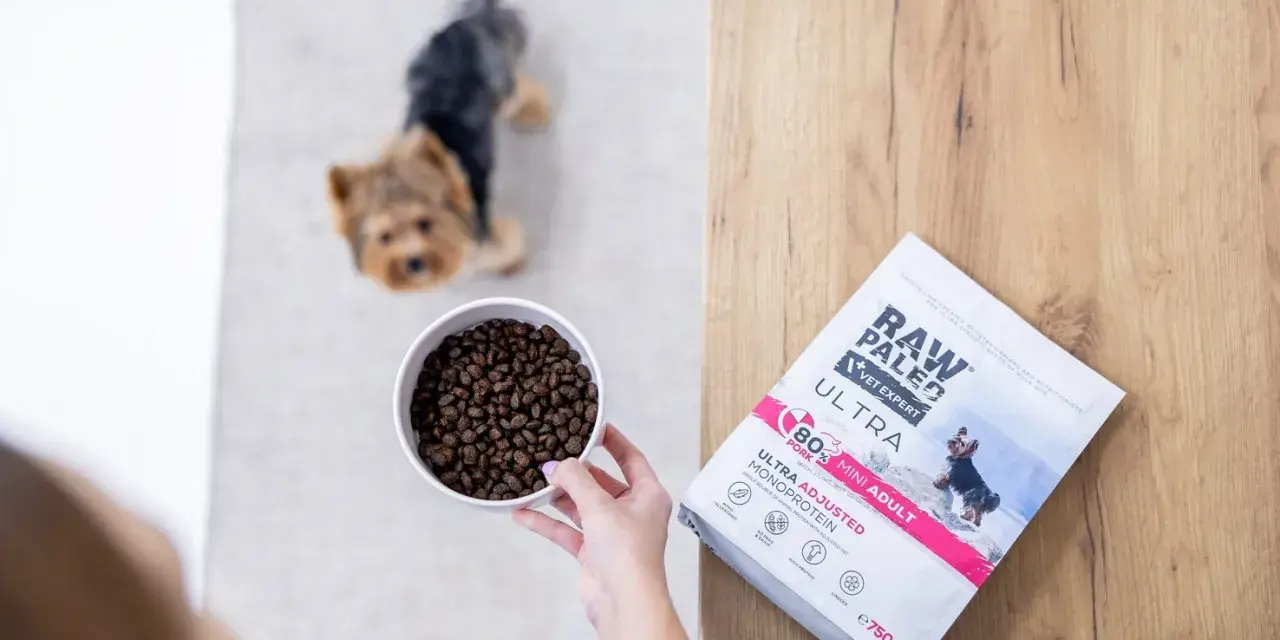 Yorkshire terrier czeka na miskę karmy Raw Paleo Vet Expert Ultra. Karma dla psów z jednym źródłem białka.