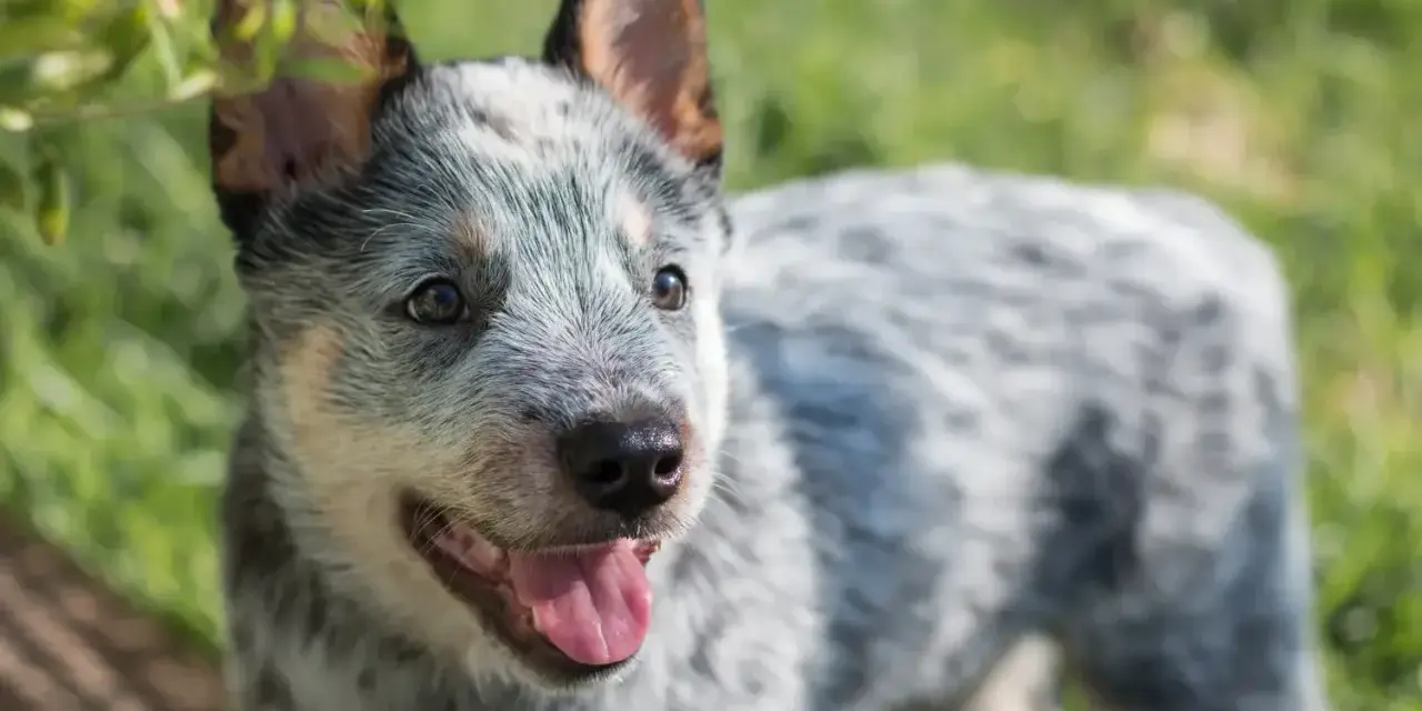 Uroczy szczeniak blue heeler z językiem na wierzchu, cieszący się słońcem na zielonej trawie.