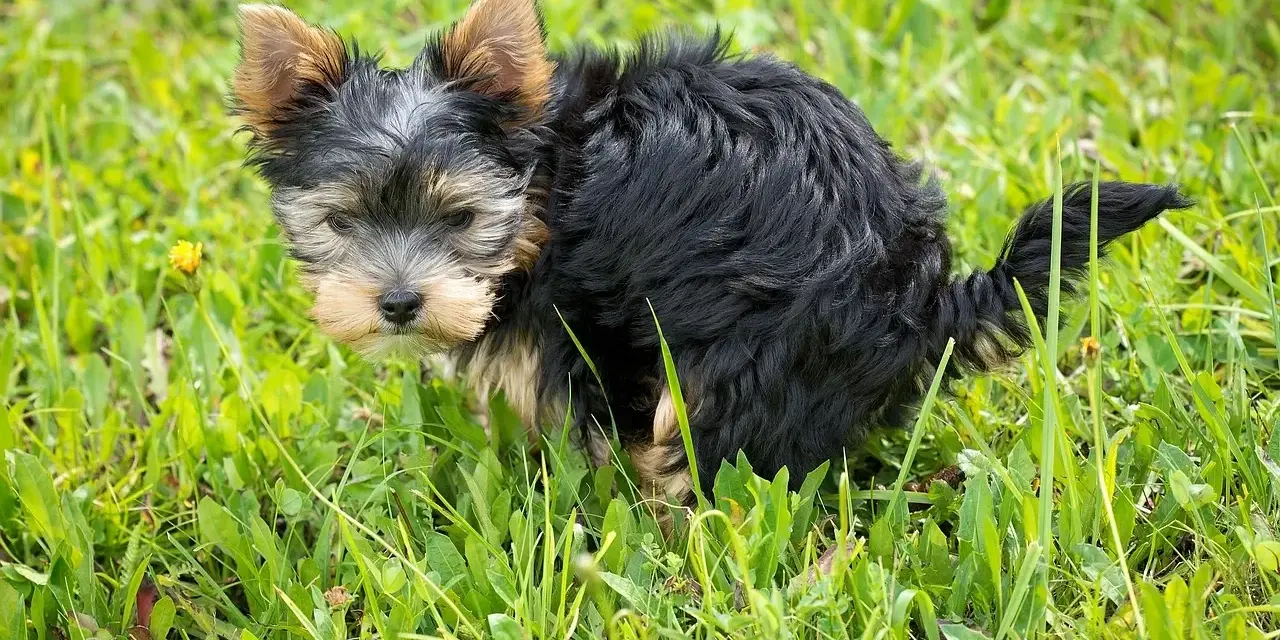 Mały, kudłaty piesek Yorkshire Terrier w trawie robi żółtą kupę.