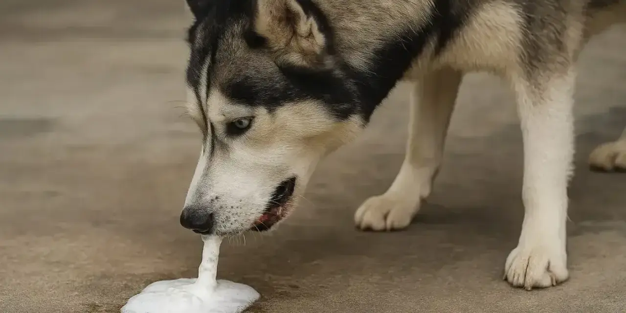 Husky pies wymiotuje wodą, tworząc pianę na ziemi.