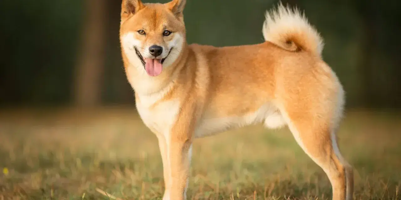 Uśmiechnięty shiba pies stoi na trawie, z ogonem zakręconym w charakterystyczny sposób.