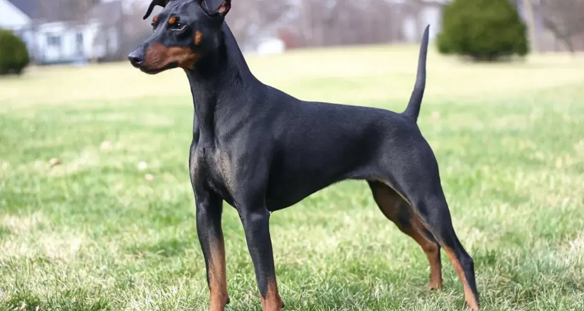 Elegancki manchester terrier o lśniącym, czarnym futrze i rudych znaczeniach, stoi na zielonej trawie, gotowy do zabawy.