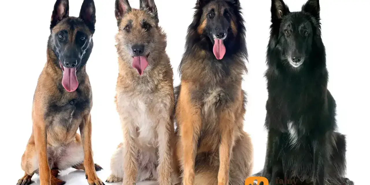 Cztery owczarki belgijskie: malinois, laekenois, tervueren i groenendael, siedzą obok siebie, dysząc z językami na wierzchu.