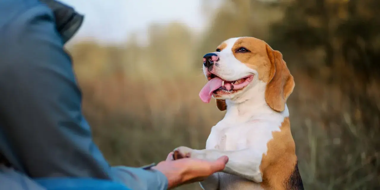 Beagle podaje łapę człowiekowi. To świetny przykład, jak nauczyć psa podawać łapę, gdy jest szczęśliwy i dumny.