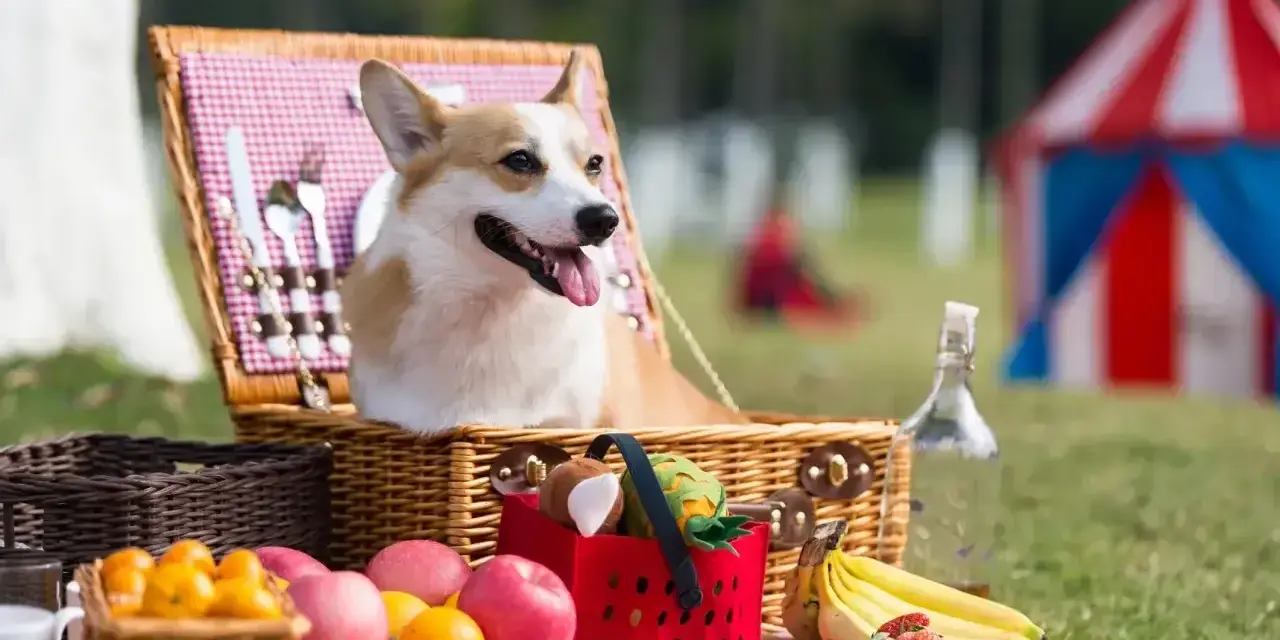 Radosny corgi w wiklinowym koszu piknikowym, otoczony owocami i zabawkami. Idealny dzień psa na świeżym powietrzu!