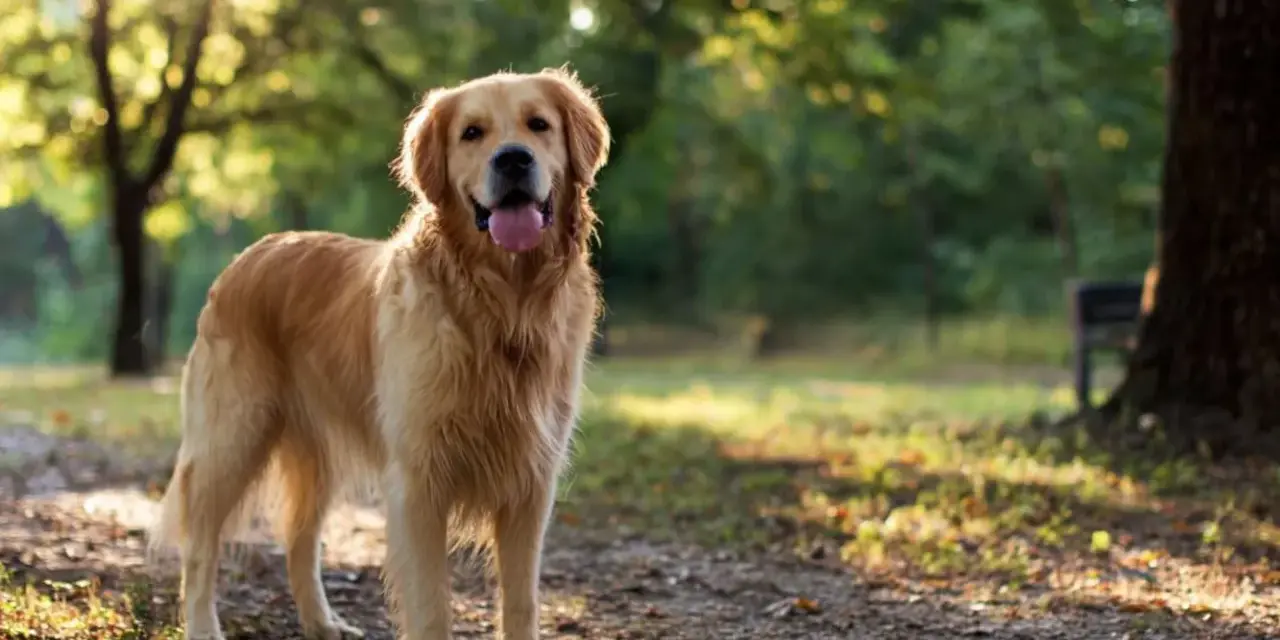 Golden retriever charakter: radosny pies w parku, z językiem na wierzchu, cieszący się słońcem.
