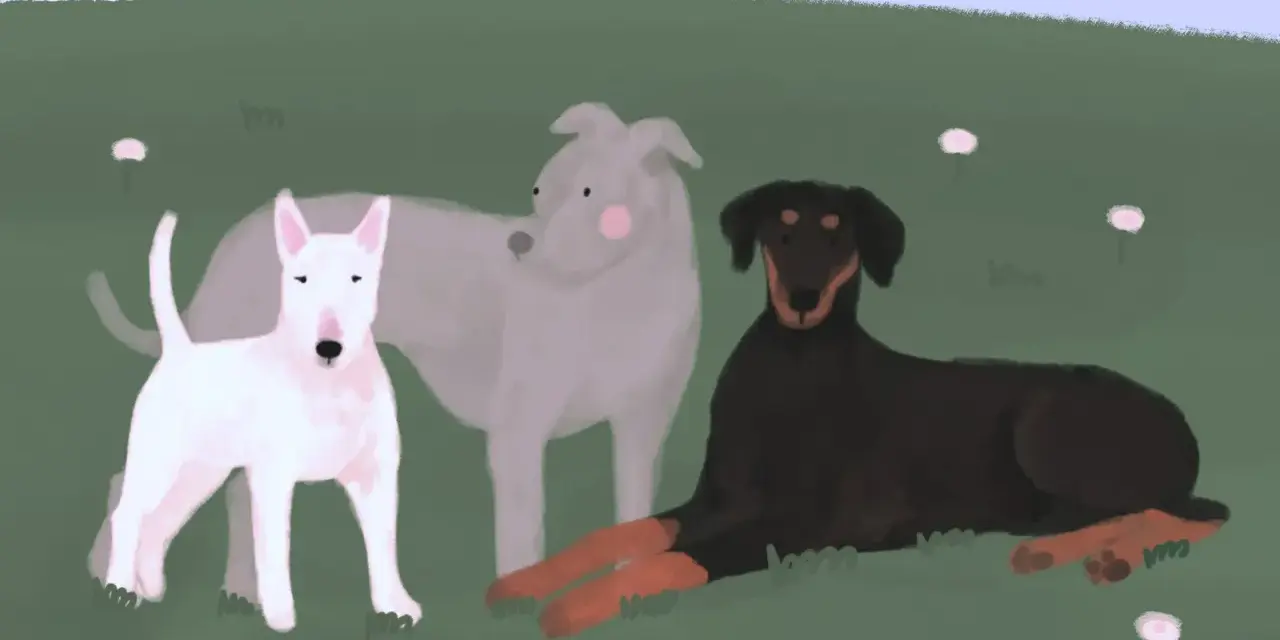 Trzy psy: biały bullterier, szary chart i czarny doberman z podpalaniem, odpoczywają na zielonej łące. Choć wyglądają groźnie, to tylko psy.