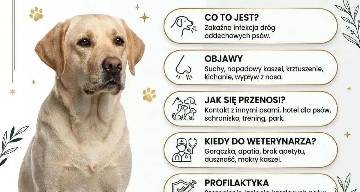 Labrador z objawami kaszlu kenelowego. Informacje o tym, co na kaszel dla psa, objawach i profilaktyce.
