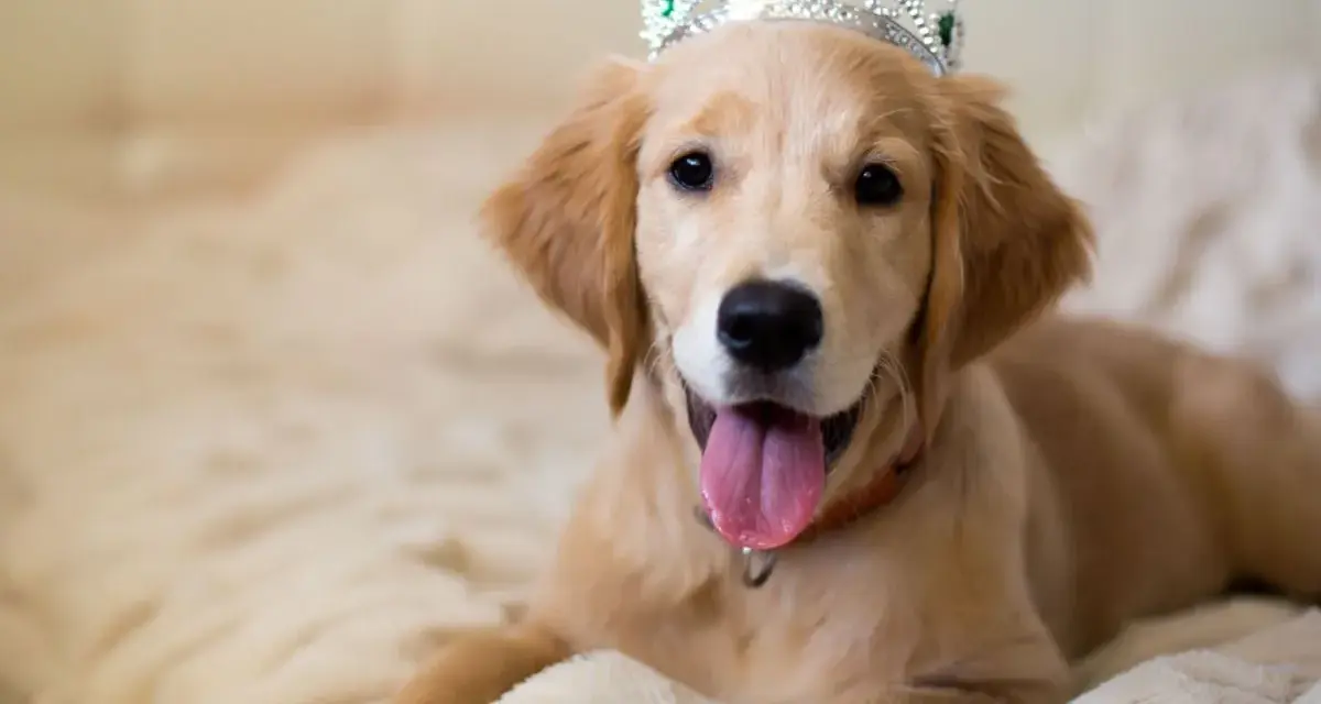 Uroczy szczeniak golden retriever w koronie, idealny kandydat do królewskich imion dla psów.