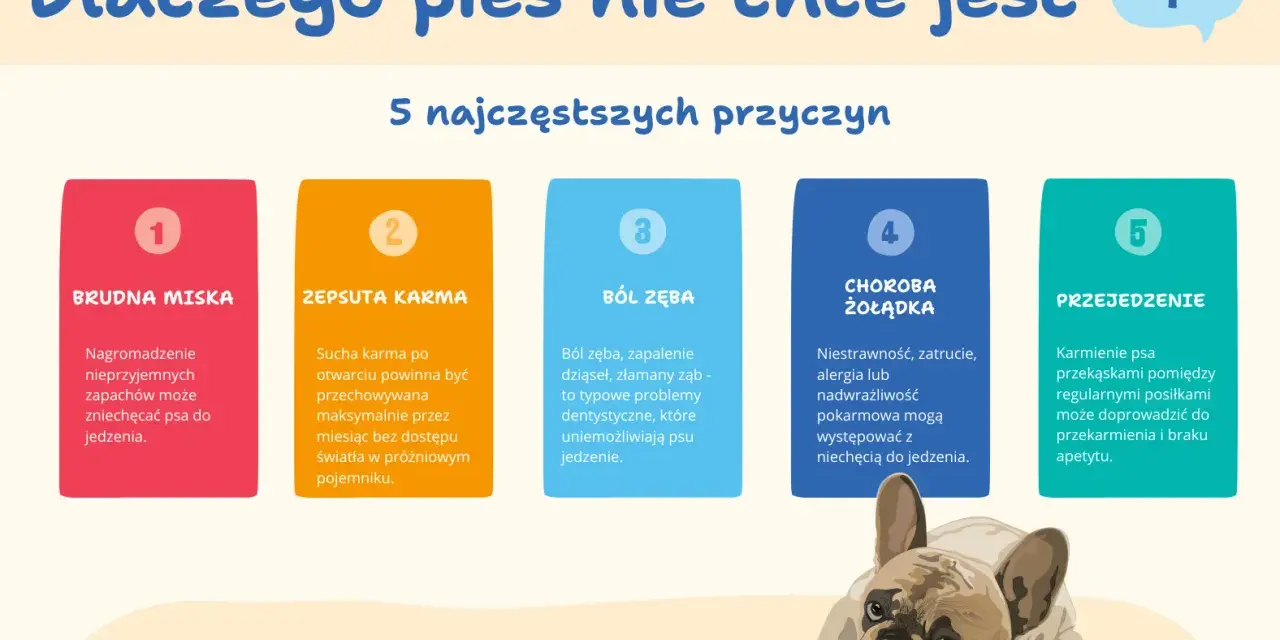 Jak zachęcić psa do jedzenia suchej karmy? 5 przyczyn niechęci: brudna miska, zepsuta karma, ból zęba, choroba żołądka, przejedzenie.