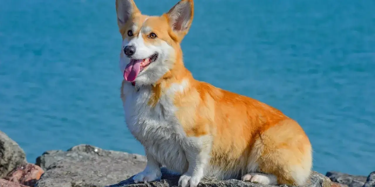 Radosny corgi pies siedzi na kamieniach nad błękitną wodą, z językiem na wierzchu.