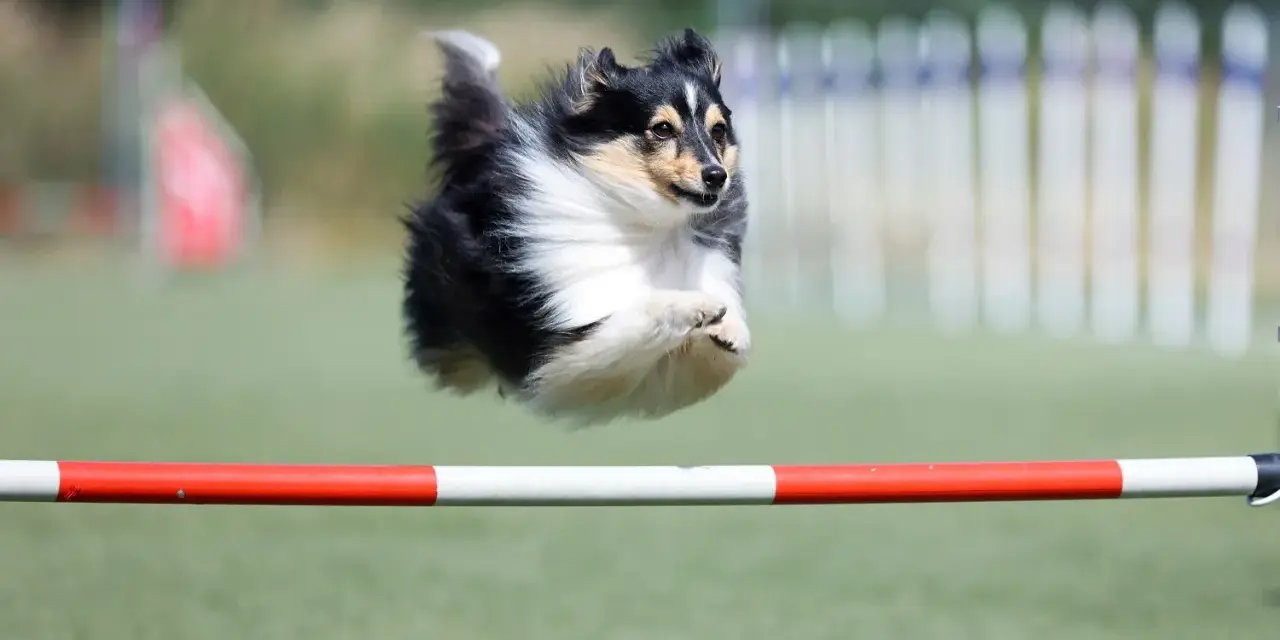Shetland sheepdog w locie pokonuje przeszkodę podczas zawodów psie sporty.