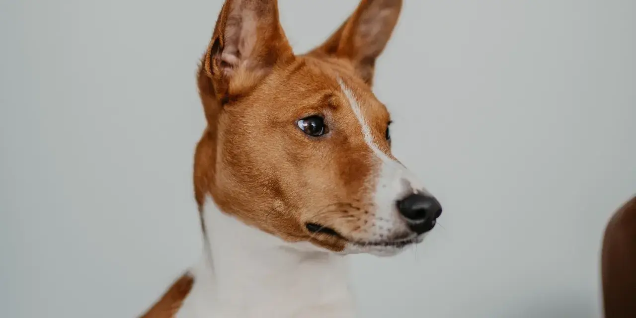 Portret psa rasy basenji z charakterystycznymi, stojącymi uszami i bystrym spojrzeniem.