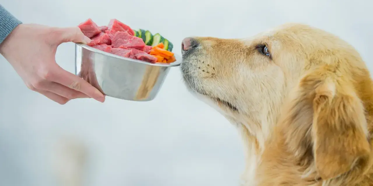 Złoty retriever z apetytem wącha miskę pełną mięsa i warzyw. Czas na karmienie psa!