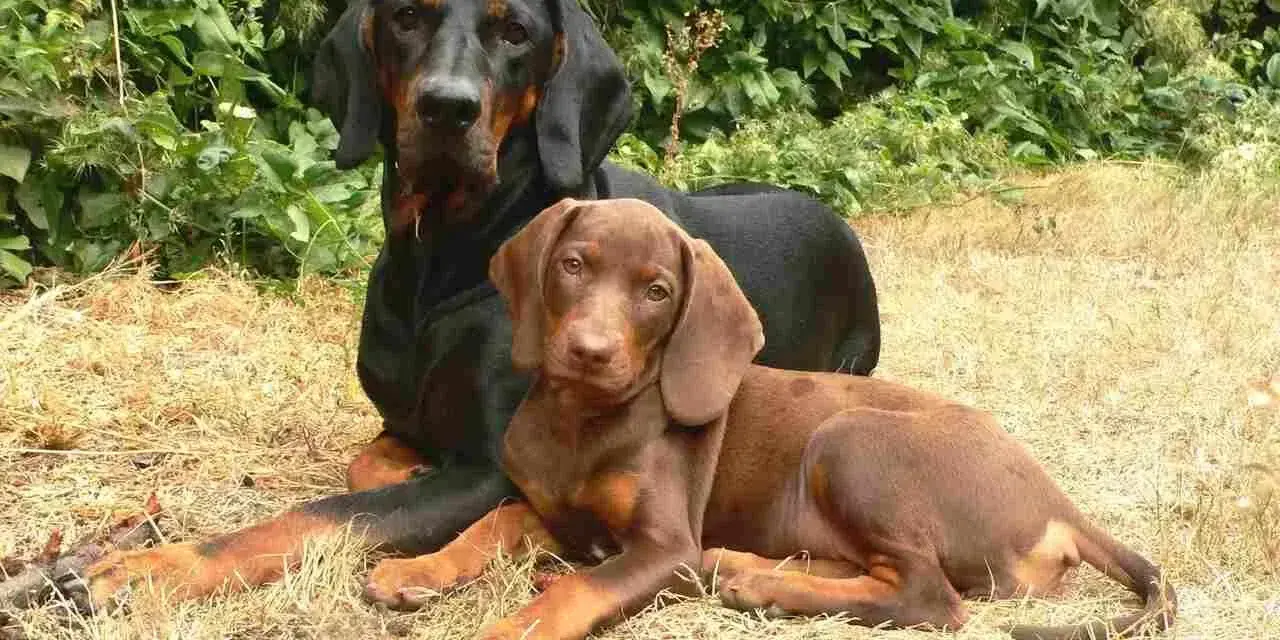 Dwa psy rasy polski pies gończy, dorosły czarny i brązowy szczeniak, odpoczywają na trawie.