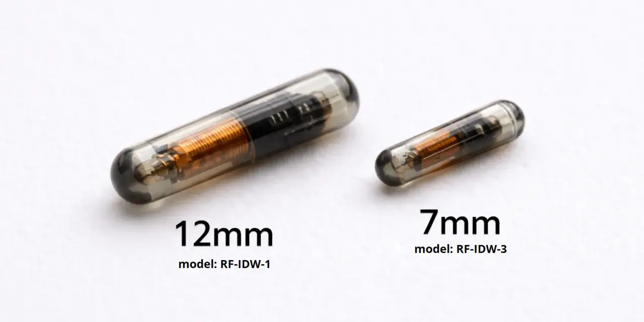 Dwa implanty dla zwierząt: 12mm i 7mm. Pokazują, jak działa chip u psa, zapewniając identyfikację.