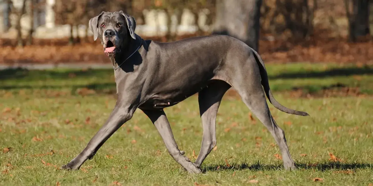 Szary dog niemiecki biegnie po trawie, z otwartym pyskiem. W tle drzewa i liście. Kostniakomięsak u psa to poważna choroba.