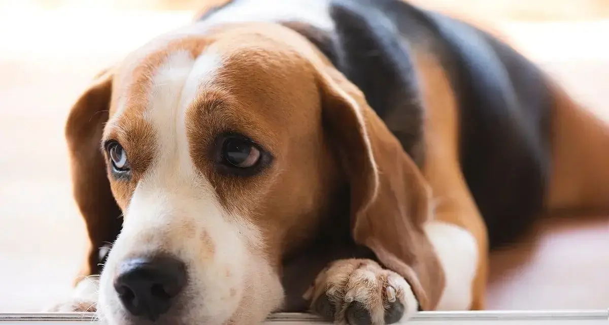 Smutny beagle leży, jego oczy wyrażają niepokój. Czy to objawy zapalenia trzustki u psa, śmiertelność tej choroby jest wysoka.